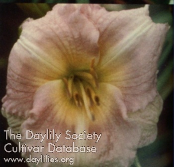 Daylily Come See